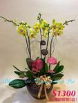 Orchid Phalaenopsis Gift Set - CODE 1147